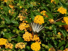 A Scarce Swallowtail, Or Iphiclides Podalirius Butterfly, On Lantana Montevidensis Yellow Flowers