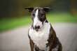 © otsphoto - funny old bull terrier dog portrait outdoors