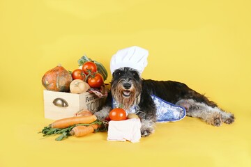  funny dog cook chef with vegetables on yellow background 