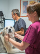 © ADDICTIVE STOCK - Vet nurse petting dog in clinic