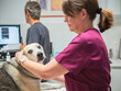 © ADDICTIVE STOCK - Vet nurse petting dog in clinic