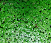 Close Up View Of Lemna Minor Or Common Duckweed