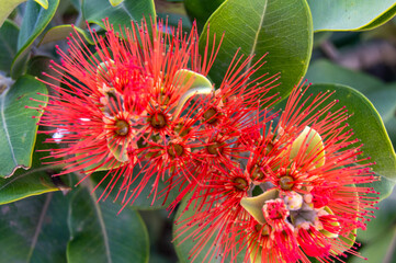 Flor roja tropical en la isla de Gran canaria 