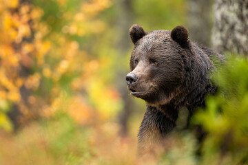 Wall Mural - brown bear portrait in the autumn forest