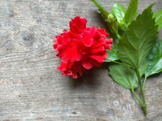 Wall Mural - red carnations on wooden background