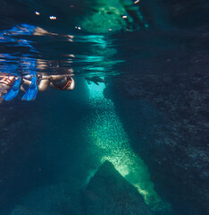 Canvas Print - Sea lions underwater,  Baja California, Mexico