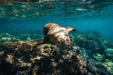 Canvas Print - Sea lions underwater,  Baja California, Mexico