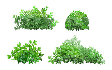 Ornamental green plant in the form of a hedge.Realistic garden shrub, seasonal bush, boxwood, tree crown bush foliage.For decorate of a park, a garden or a green fence.