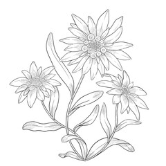 Wall Mural - Edelweiss flowers outline illustration.