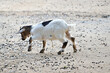 Offspring baby goat / goats (Capra) plays in the farm of the wildlife park in Schweinfurt, Franconia, Bavaria, Germany