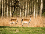 Fototapeta Zwierzęta - deer in the woods