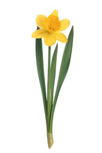 Yellow Daffodils Flower Isolated On A Transparent Background In Close-up