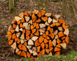 Frisches Brennholz vom Wald