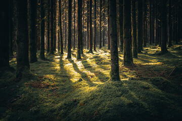 Wald mit Bäumen, Nebel und Sonnenstrahlen am Morgen im Herbst