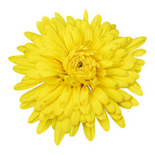 Yellow Chrysanthemum Flower Isolated On Transparent Background