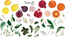 Vector Set Of Fruits - Pomegranate, Fig, Orange, Lemon. Large Bundle, Hand Drawn, Watercolor Style