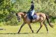 An equestrian rides her horse for a dressage warmup. 