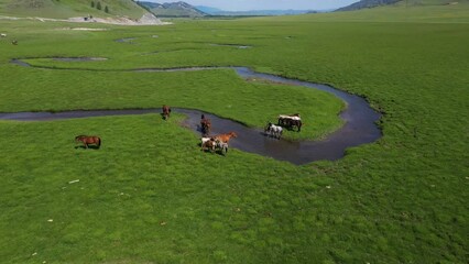 Wall Mural - Horses graze in a green meadow next to a winding river stream. 