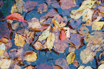  Fallen yellow and orange leaves in the clear water of a pond or puddle during rain. Leaves in the water. Circles on the surface from drops. Close up.