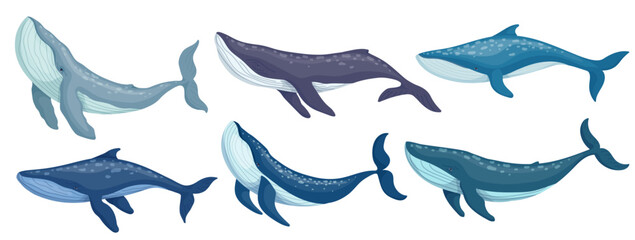 Blue whale marine mammal collection.Cartoon vector graphic.