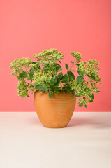 Wall Mural - Simple minimalist nature concept. A flower pot with a blooming green plant. The flower pot is made of baked clay, terracotta color. White table with soft shadows. The background is a warm coral red.