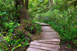 Wooden first nations boardwalk along big tree trail on Meares Island, Tofino, Vancouver Island, British Columbia, Canada.