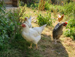 Four domestic hens on a bright sunny day