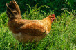 One yellow-brown domestic chicken on a background of green grass, side view