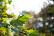 green leaves of maple tree