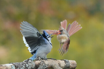 Blue Jay and Female Cardinal in fight over bird seed at feeder with fall colours behind