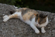 Pregnant tricolor stray cat on the fence. An animal with a nose defect.
