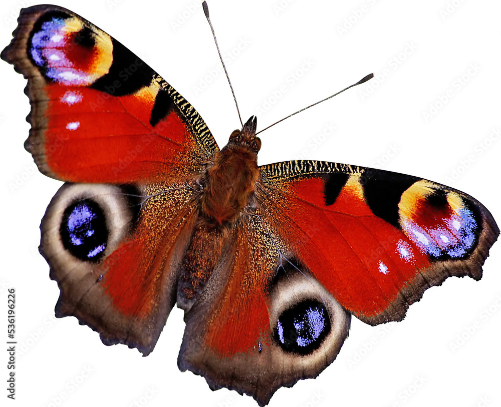 Peacock butterfly isolated png image Stock Photo | Adobe Stock