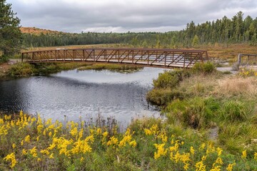 Wall Mural - A walk along Spruce Bog Boardwalk trail in Algonquin Park, Ontario, Canada