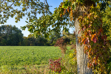 Wall Mural - A white oak tree with a red Virginia creeper vine and an alfalfa hay field and woods in the background on a sunny day with blue sky.