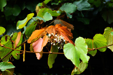 Canvas Print - Bauhinia aureifolia or gold leaf bauhinia