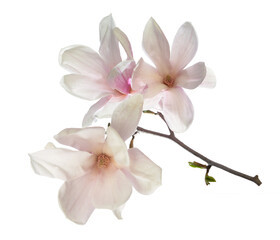 Wall Mural - Pink magnolia flowers