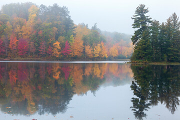 Wall Mural - foggy trees in autumn color and a small island with pines reflect in the water of a northern minneso