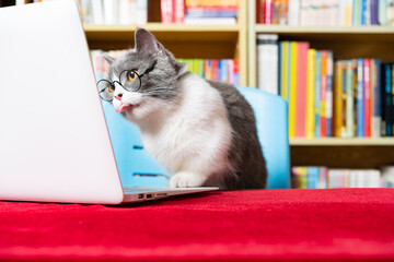 Wall Mural - cute british shorthair cat using laptop with books shelf on back