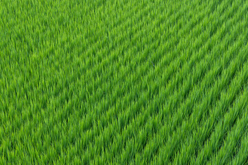 Wall Mural - Fresh paddy rice field meadow