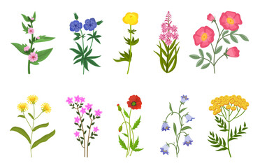Wall Mural - Different wild flowers vector illustrations set. Collection of meadow or field flowers, yellow buttercup and dandelion, bells, poppies isolated on white background. Nature, summer or spring concept