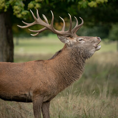 Poster - Close up portrait of a red deer stag bellowing. It shows the front half of the animal complete with antlers