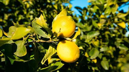 close up on yellow lemon on tree branch