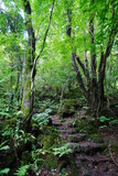 Fototapeta Krajobraz - mossy rocks and old trees in wild forest