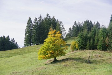 Wall Mural - Herbst