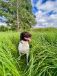 Pies myśliwski, wyżeł, mały munsterlander podczas treningu w trawie, na łące, na polu