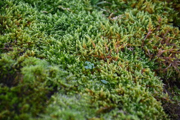 moss patch