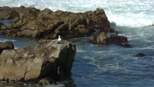 Solo Seagull Preening On The Rocks At Carmel Beach.