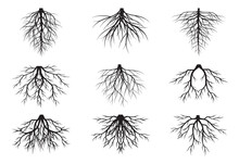 A Set Of Black Tree Roots. Vector Outline Illustration. Plant And Garden.