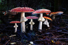 Giftige Pilzen. Fliegenpilze Im Herbstlichem Wald.