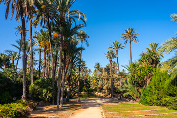 Beautiful path in the El Palmeral park in the city of Alicante